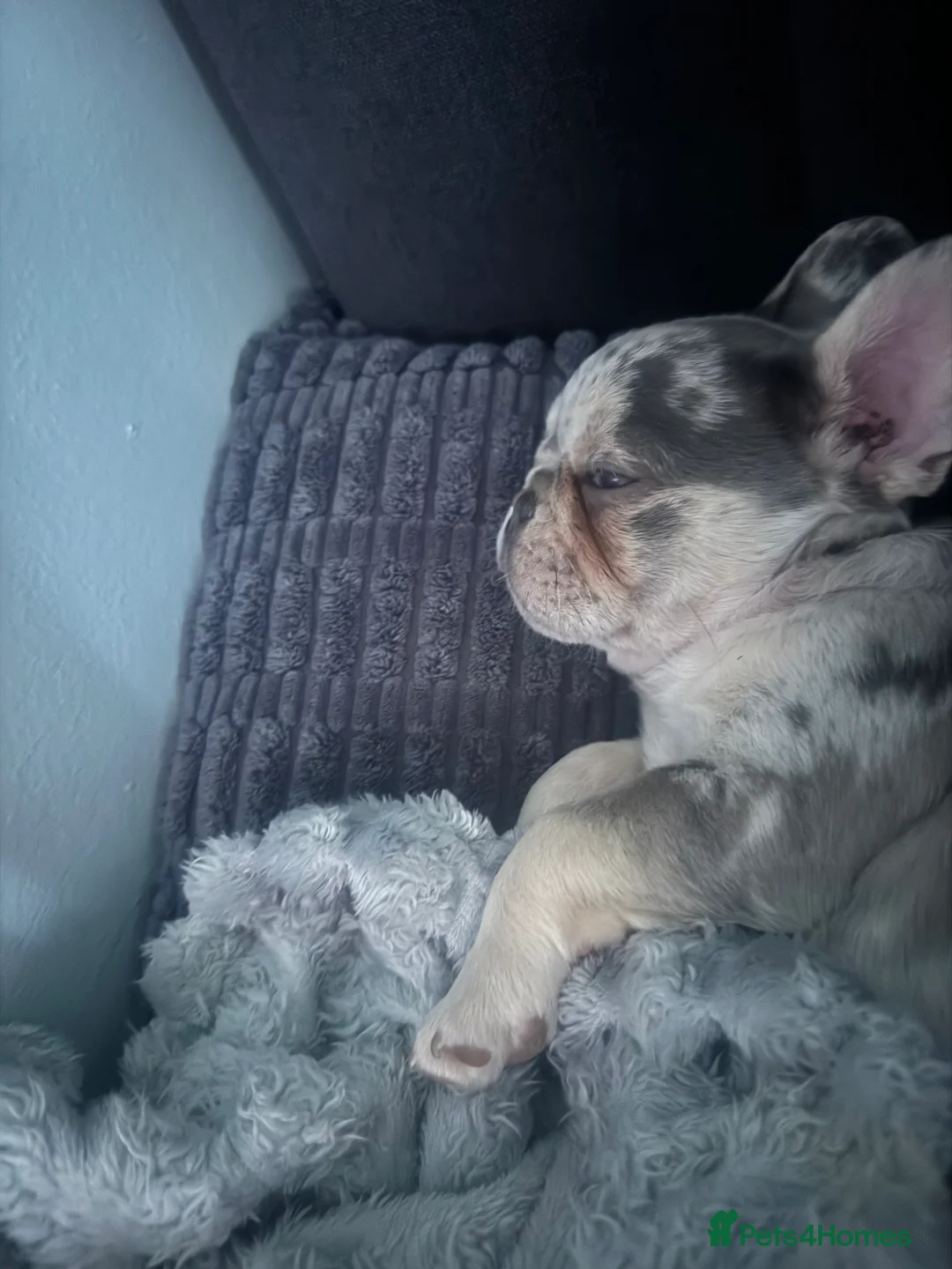 French Bulldog dogs for stud: GREY MERLE FEENCH BULLDOG STUD  - Advert 5