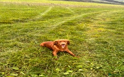 Cocker Spaniel dogs for sale: KC working cocker spaniel  - Image 1