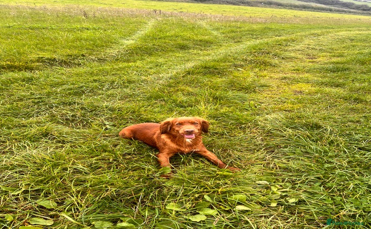 Cocker Spaniel dogs - Advert 12