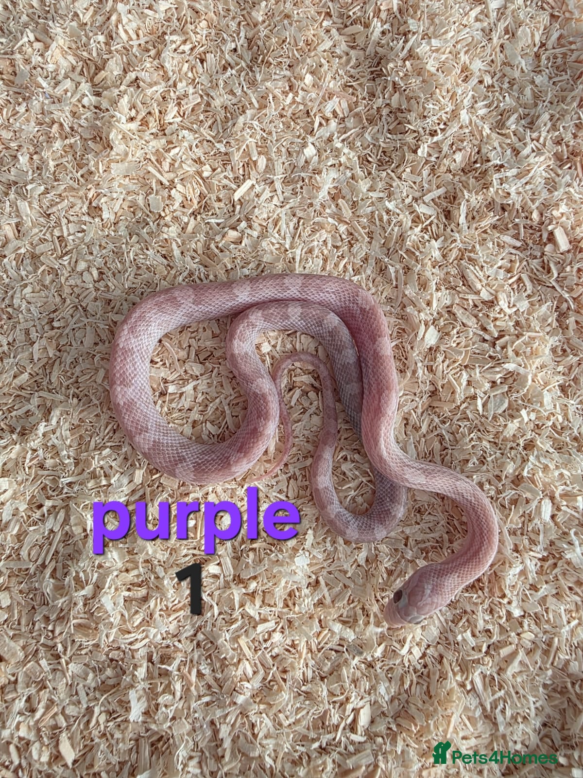 Corn Snake reptiles for sale: Various Cornsnakes avilable  - Advert 31