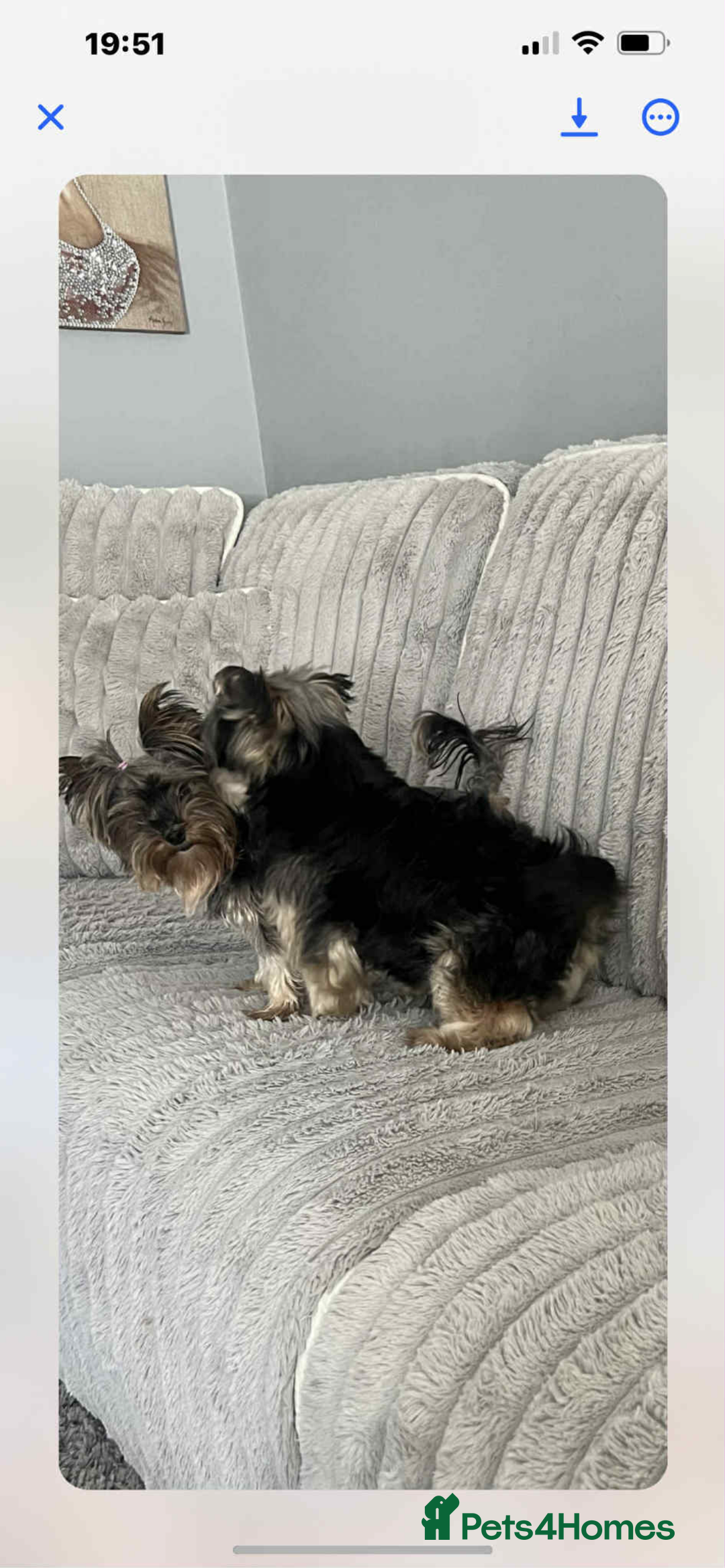 Yorkshire Terrier dogs for sale: Yorkshire terrier puppies for sale  - Image 10