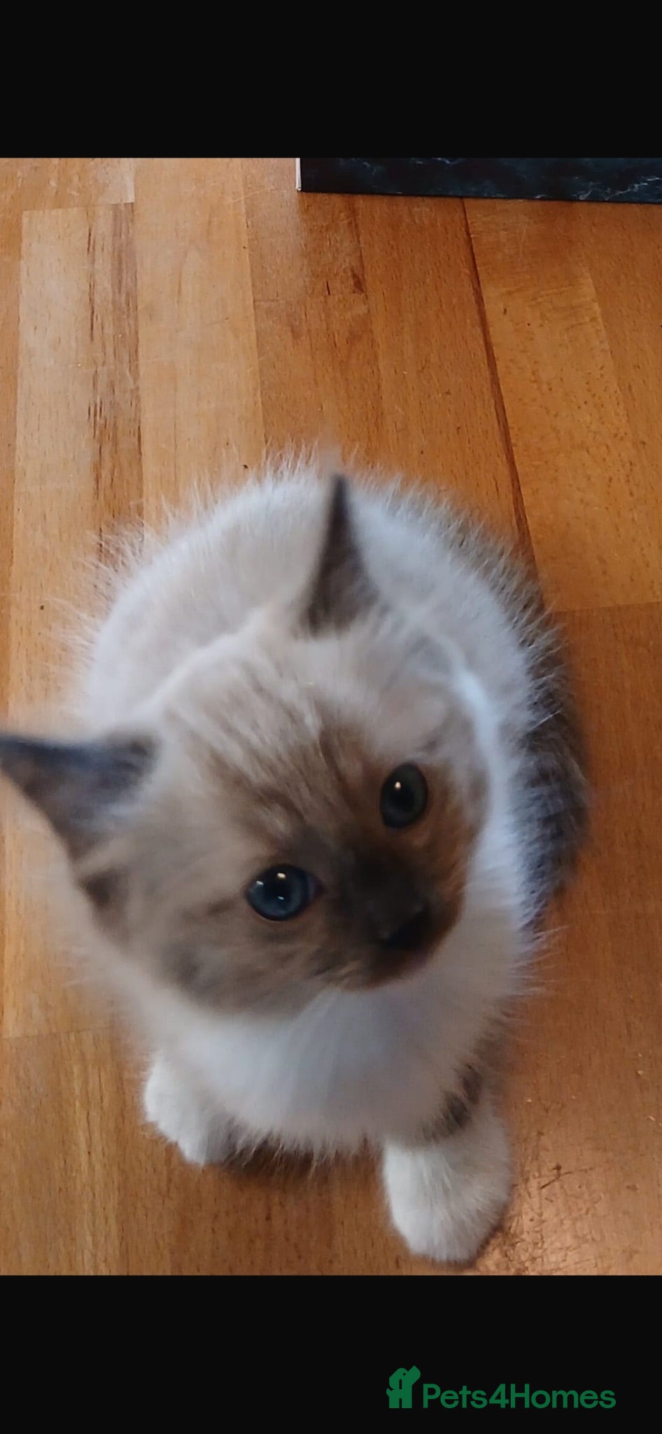 Mixed Breed cats Ragdoll X Bengal kittens - Advert 2