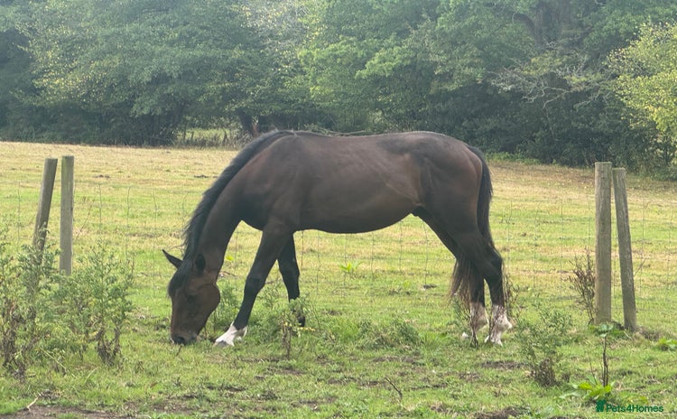 British Warmblood horses - Advert 4