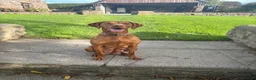 Hungarian Vizsla dogs for sale: KC Registered Hungarian Vizsla Puppies - Advert 4