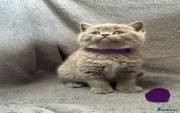 British Shorthair cats for sale: British blue shorthair kittens for sale - Image 3