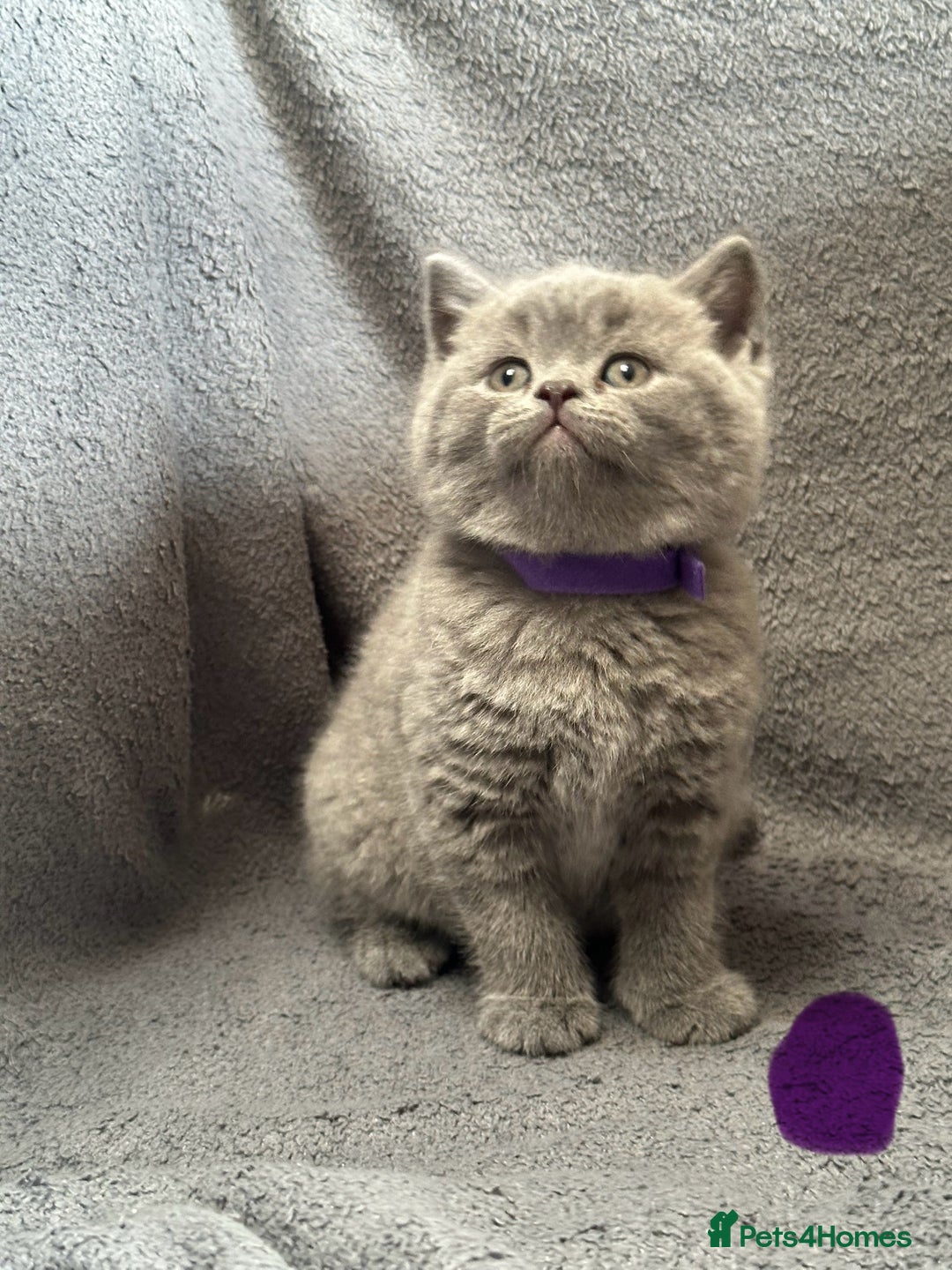 British Shorthair cats for sale: British blue shorthair kittens for sale - Image 3