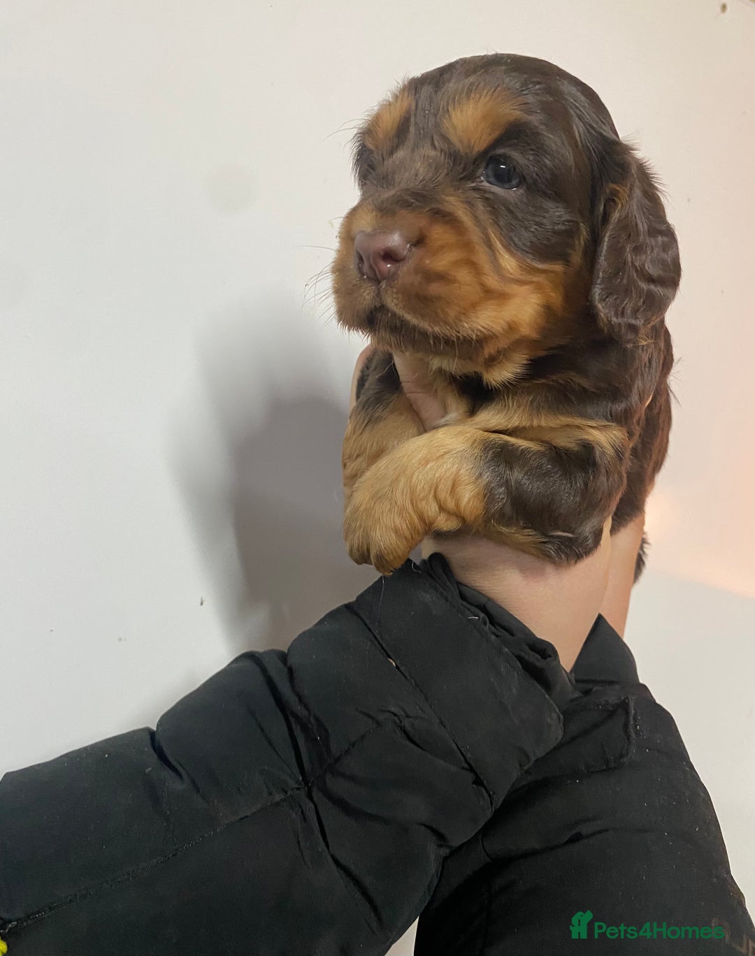Cocker Spaniel dogs for sale: Beautifully coloured cocker spaniel puppys forsale - Advert 11