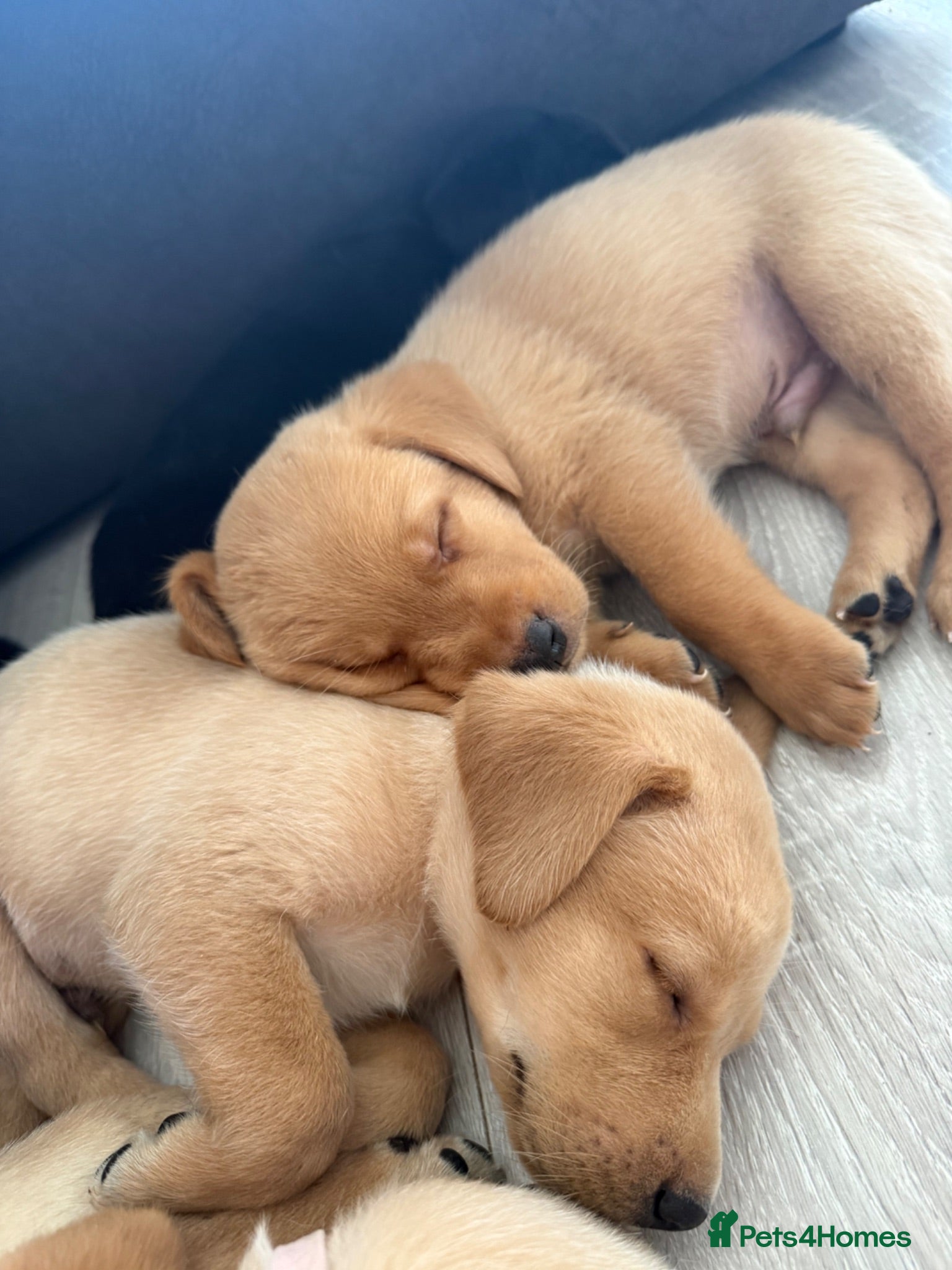 Labrador Retriever dogs 6 Labradors puppies - Advert 1