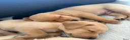 Labrador Retriever dogs for sale: 6 Labradors puppies - Advert 1