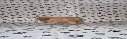 Cavapoo dogs for sale: Dna Health Tested F1 Cavapoo puppies - Advert 19