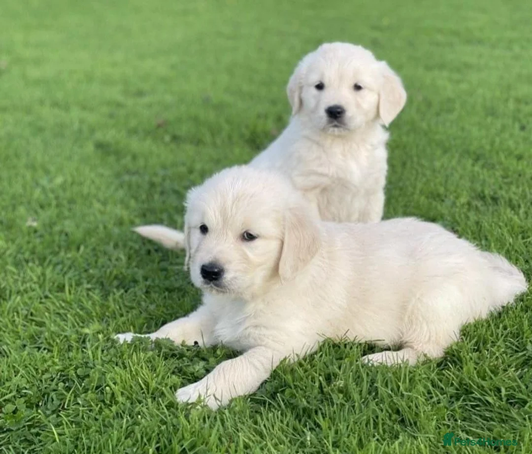 Golden Retriever dogs for sale: Gorgeous chunky golden retriever puppies - Advert 1