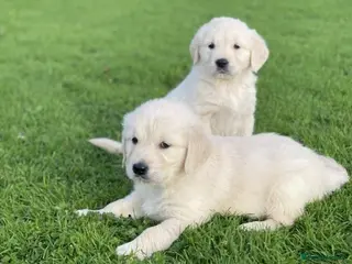 Golden Retriever dogs Gorgeous chunky golden retriever puppies - Advert 4