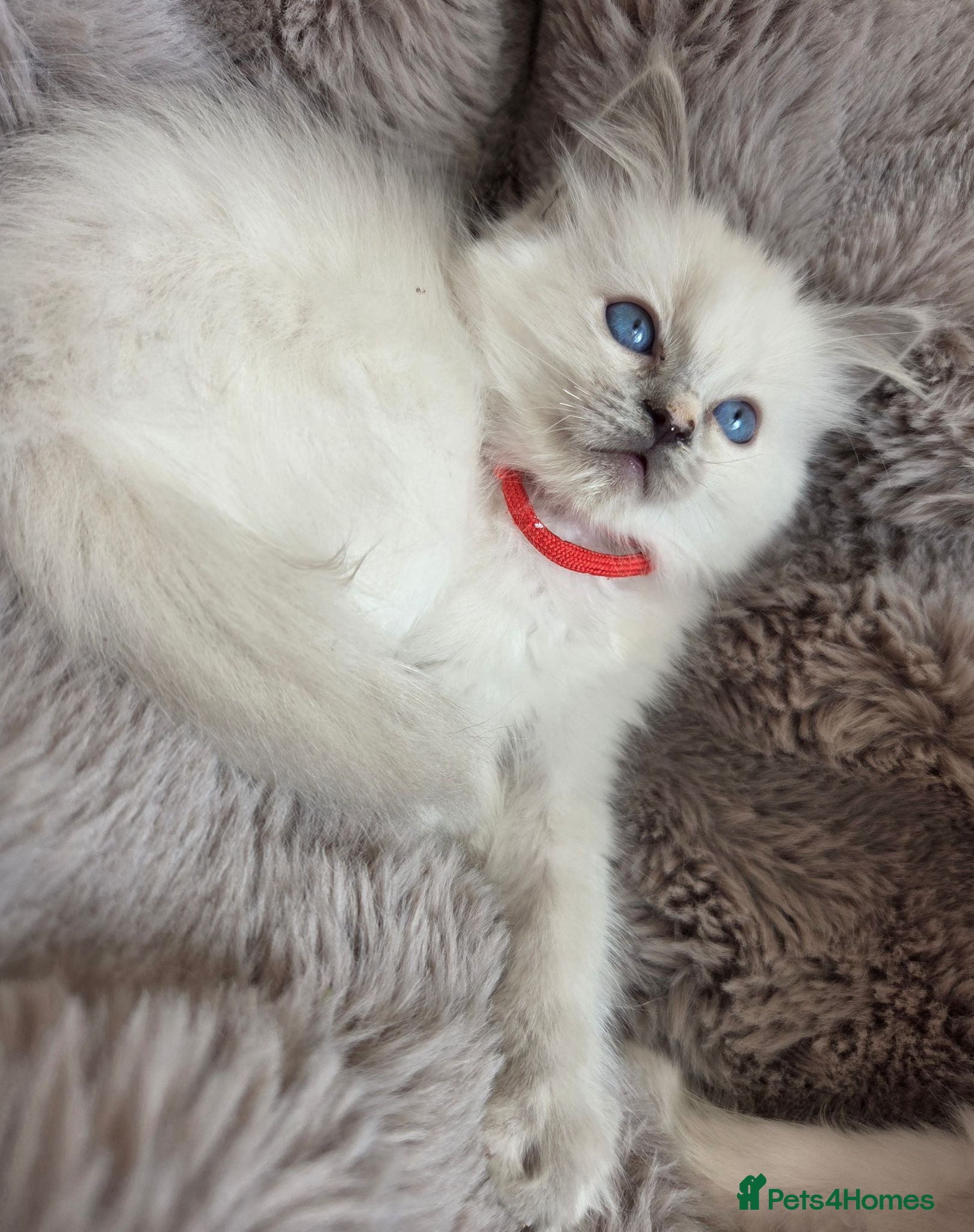 Ragdoll cats 🏆GCCF REG. EXTENSIVELY TESTED RAGDOLL KITTENS🌟 - Advert 2