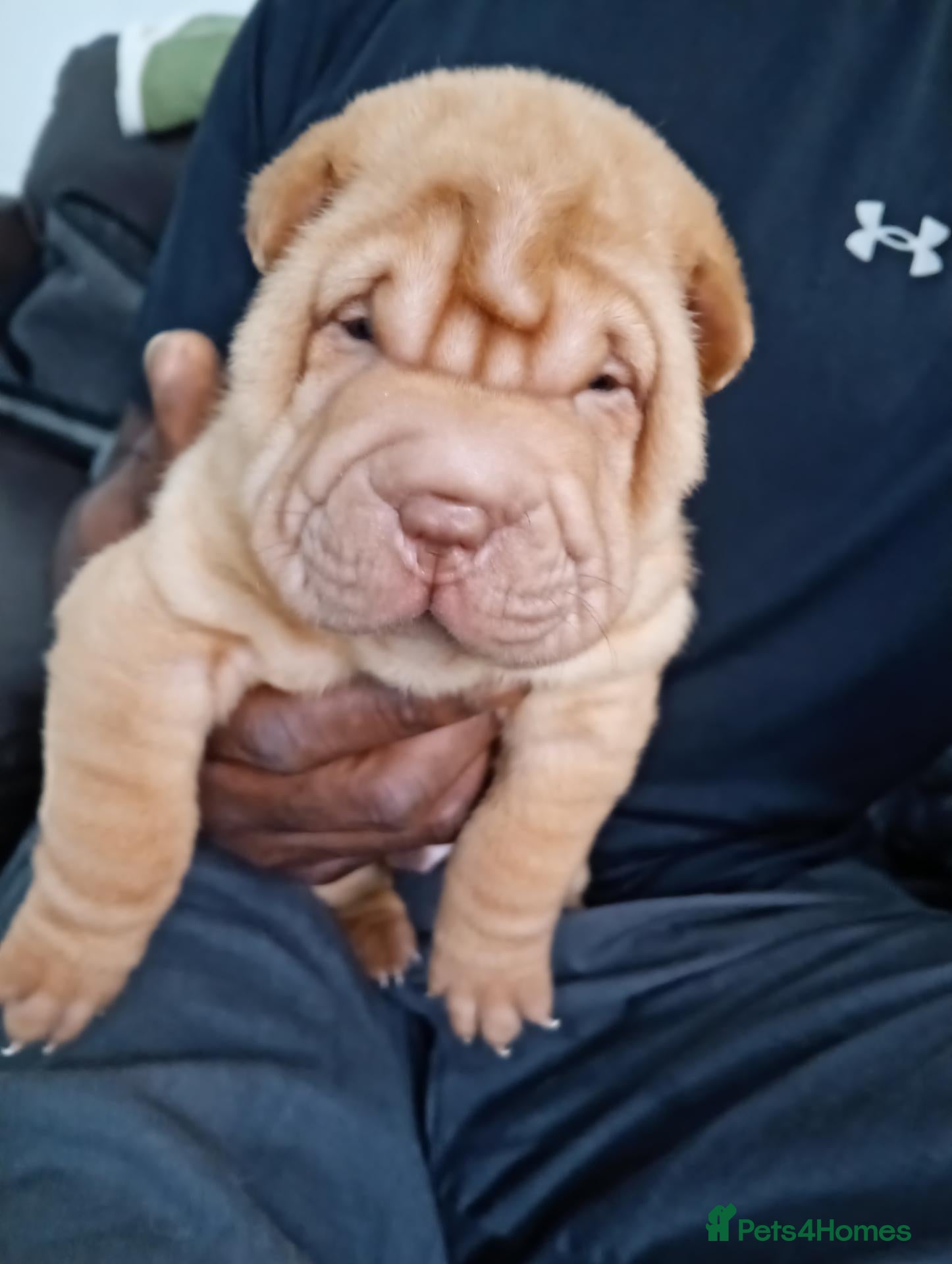 Shar Pei dogs Shar pei pups  - Advert 9