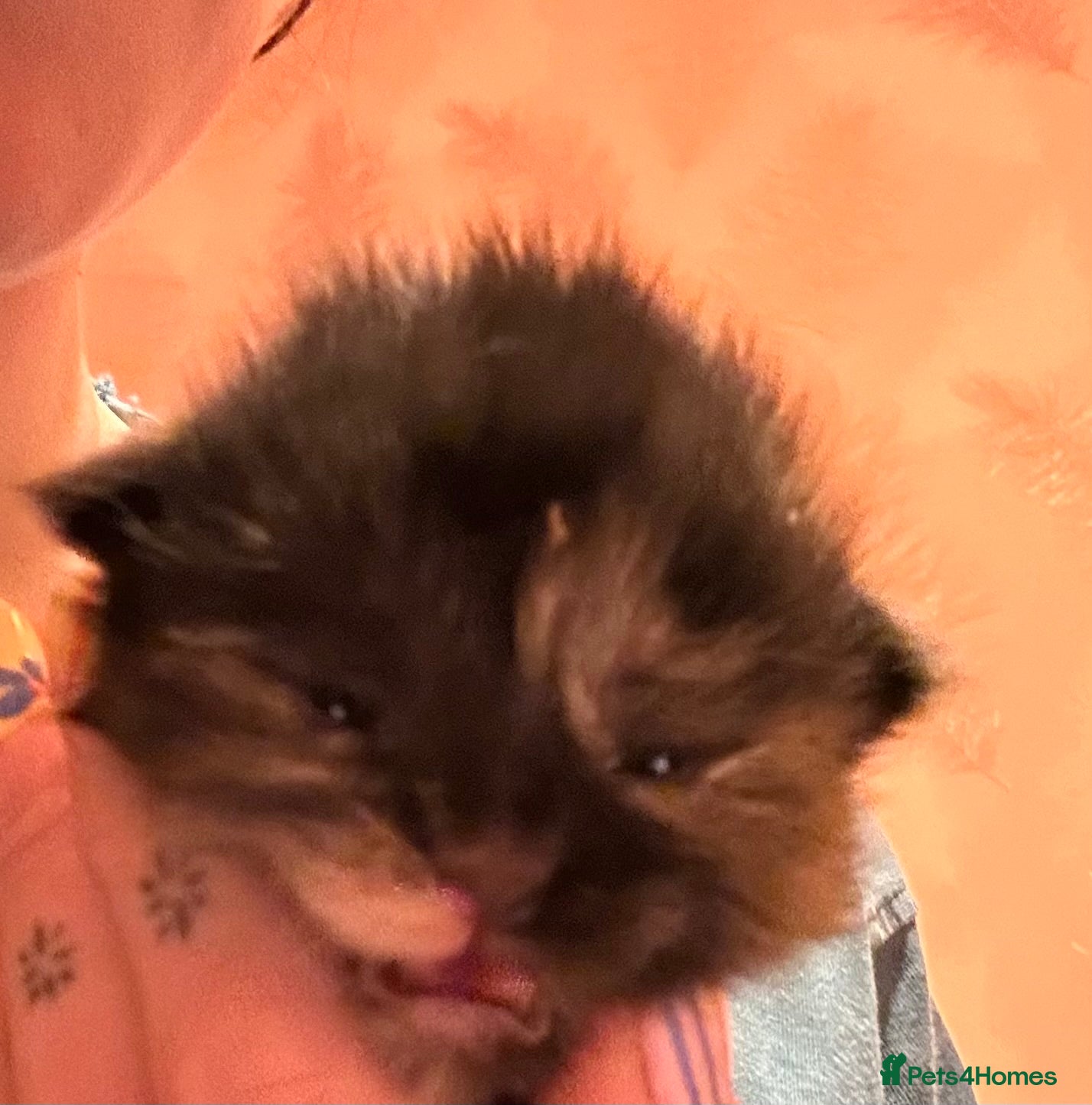 Ragcoon cats 4 stunning babies looking for forever 5* homes   - Advert 1