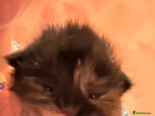 Ragcoon cats 4 stunning babies looking for forever 5* homes - Advert 1