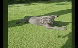 French Bulldog dogs for sale: Blue male French bulldog  - Image 1