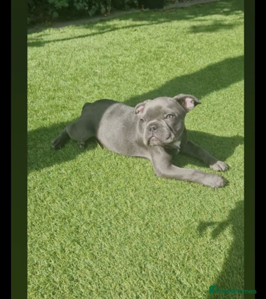 French Bulldog dogs for sale: Blue male French bulldog  - Image 1