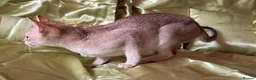 Singapura cats for sale: Rare Breed Singapura Kitten - Advert 6