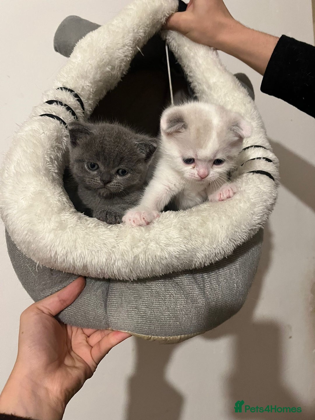 Scottish Fold cats for sale: Two beautiful kittens for sale - Advert 7