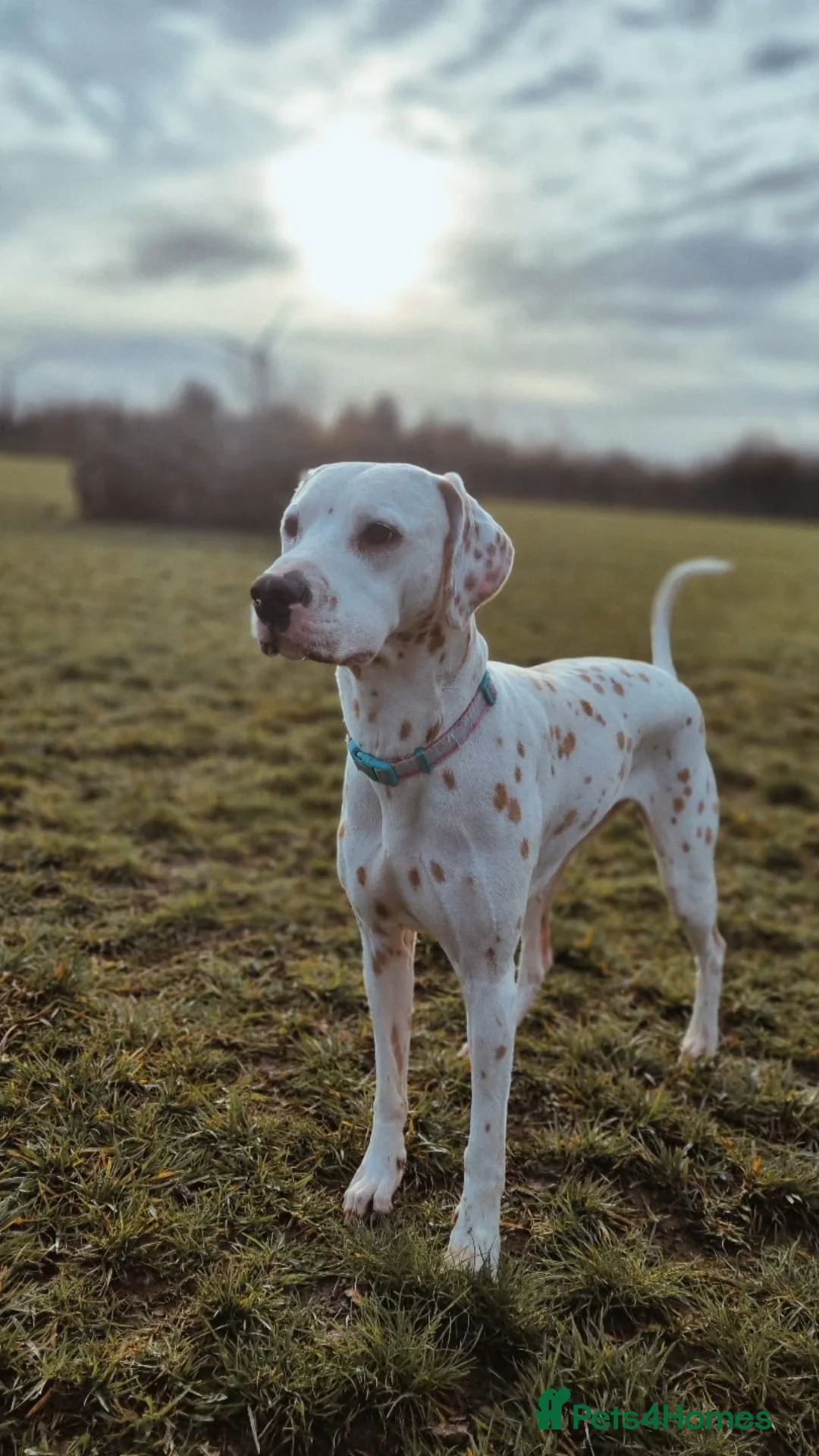 Dalmatian dogs for sale: KC Lemon Dalmatian Pups Due March - Advert 1
