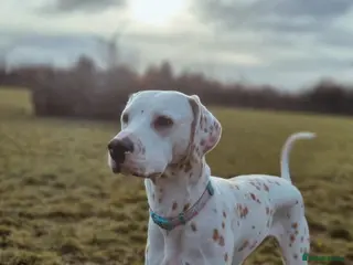 Dalmatian dogs KC Lemon Dalmatian Pups Due March - Advert 1