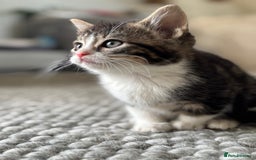Persian cats for sale: Persian Russian doll x kittens  - Image 2