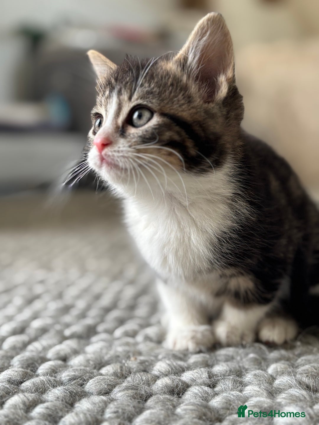 Persian cats for sale: Persian Russian doll x kittens  - Image 2