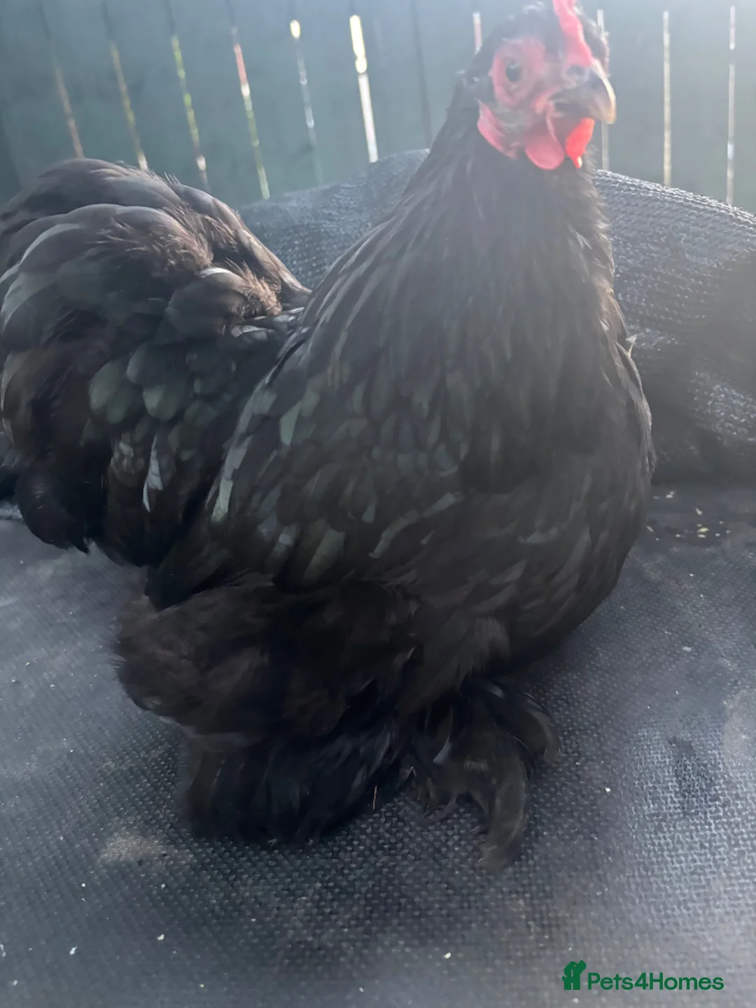 Chickens poultry for sale: Stunning show quality black pekin hen just coming - Advert 2