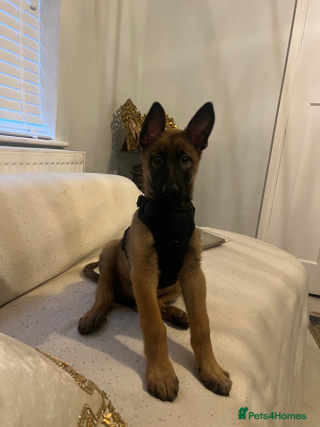 Belgian Shepherd Dog dogs for sale: Belgian Melinois Poppy - Image 2