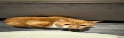 Mixed Breed cats for stud: White and ginger male cat  - Advert 2