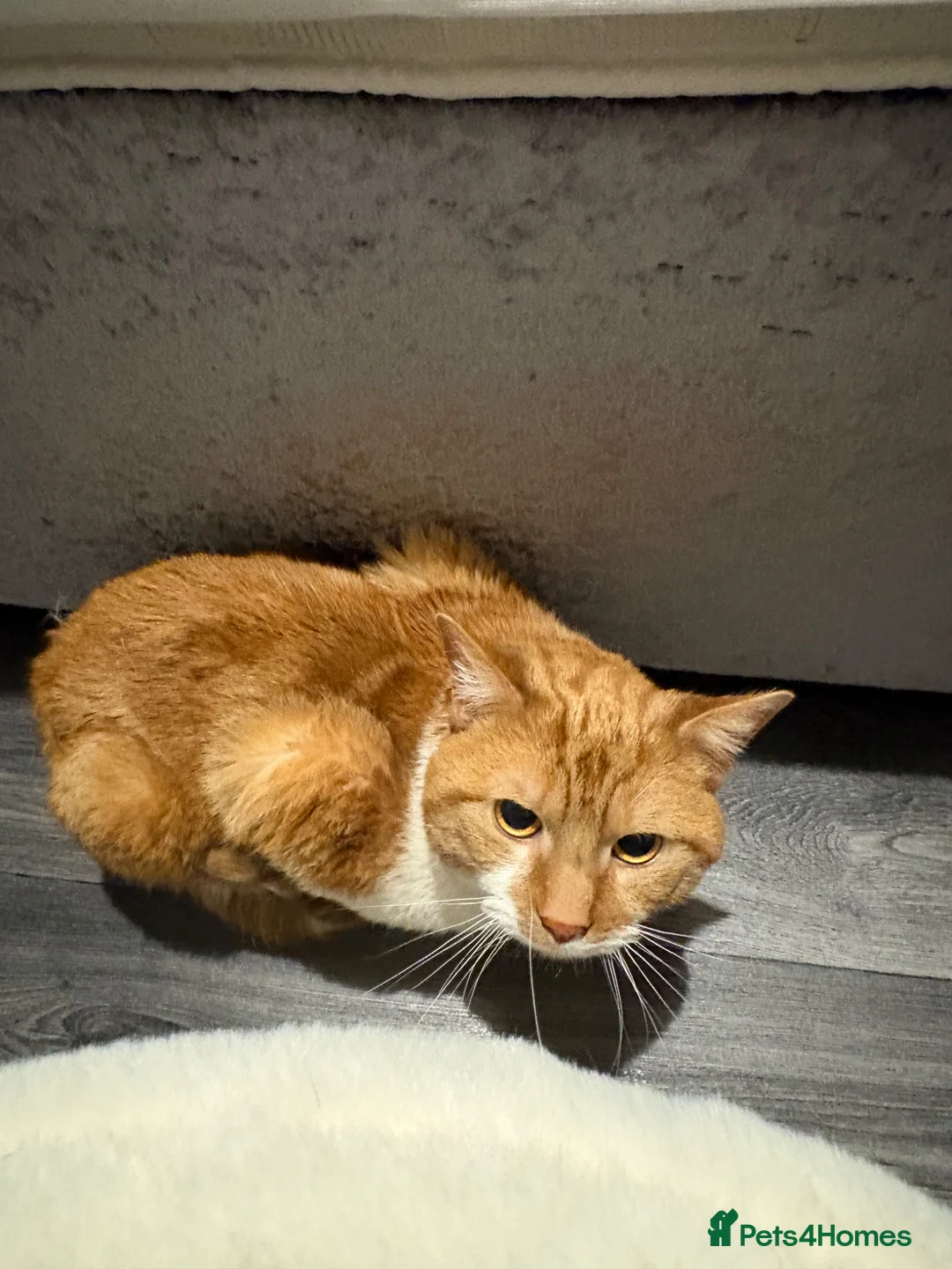 Mixed Breed cats for stud: White and ginger male cat  - Advert 2
