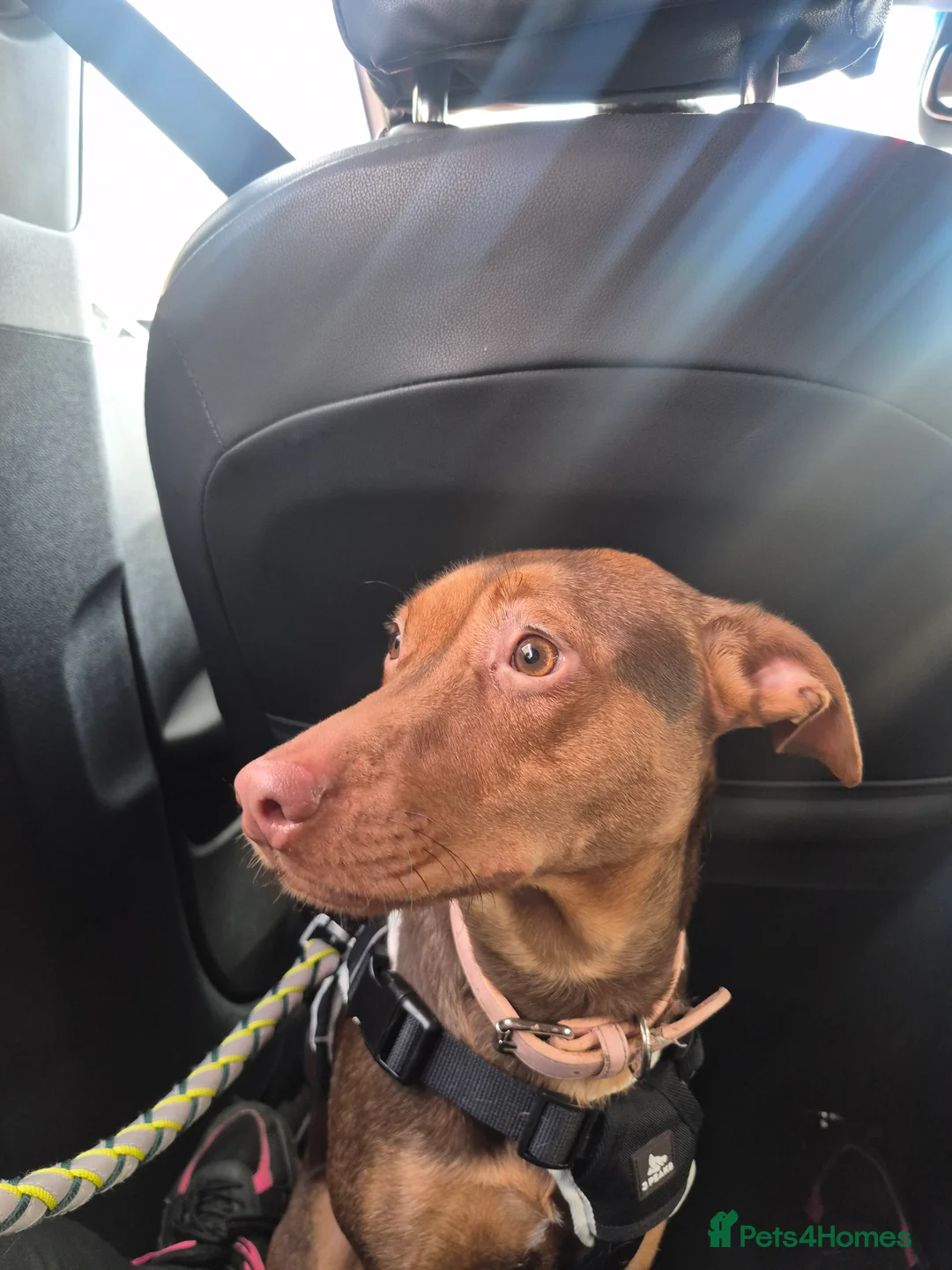 Mixed Breed dogs for sale: 1 year old Ava needs loving home  in Croydon - Advert 4