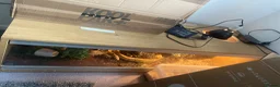 Python Snake reptiles for sale: Banana royal python with set up - Advert 2