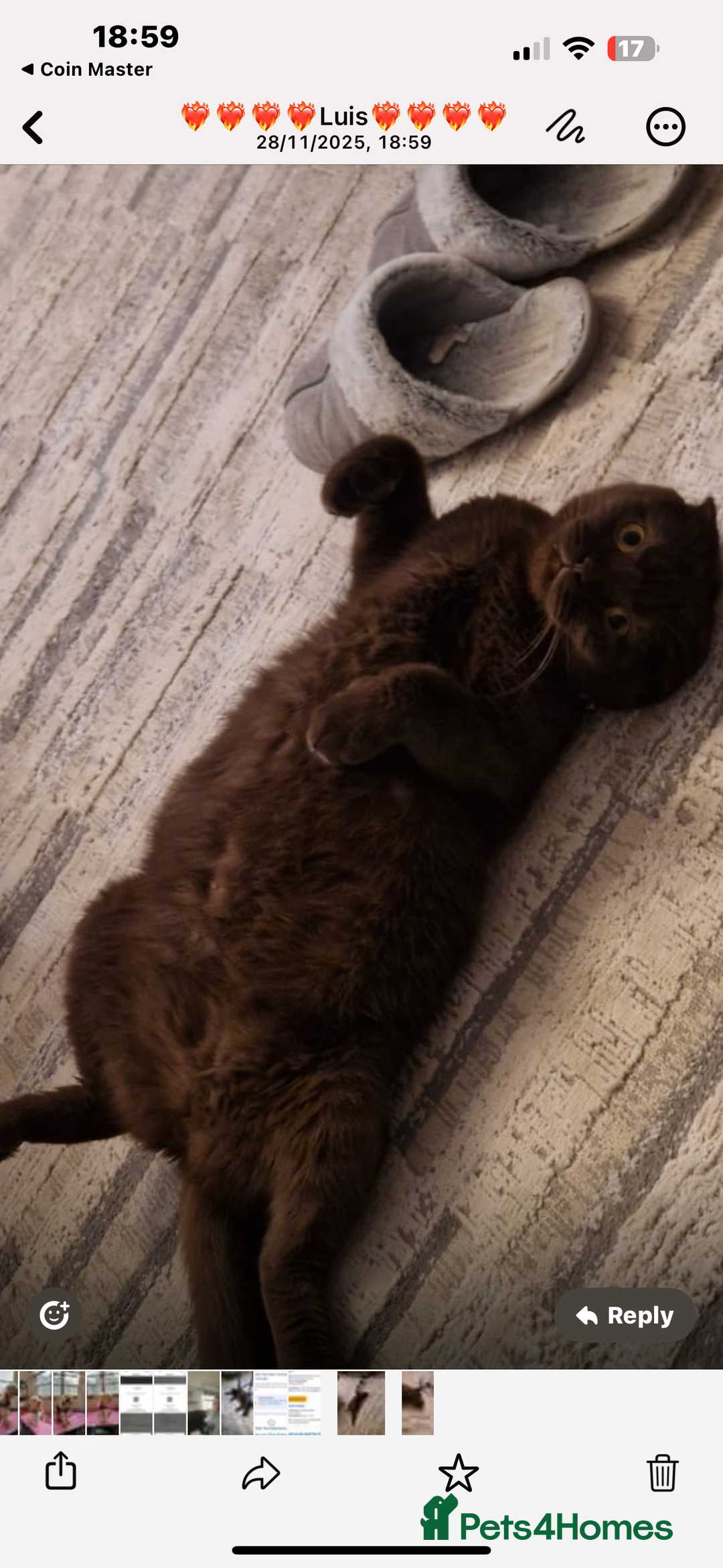 Scottish Fold cats for sale: Adorable Scottish Fold kittens, chocolate & Blue❤️ - Advert 9