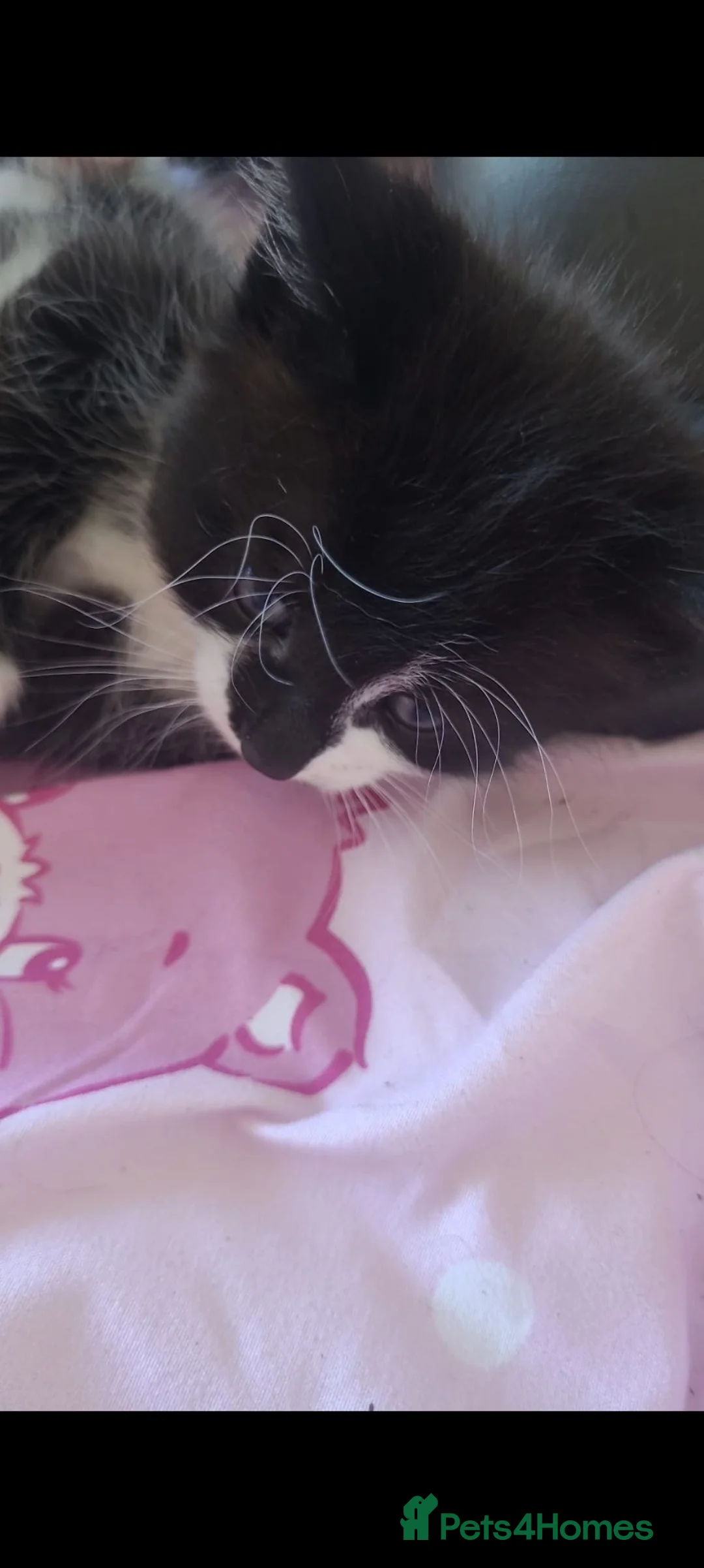 Mixed Breed cats for sale: Gorgeous kittens - Advert 2