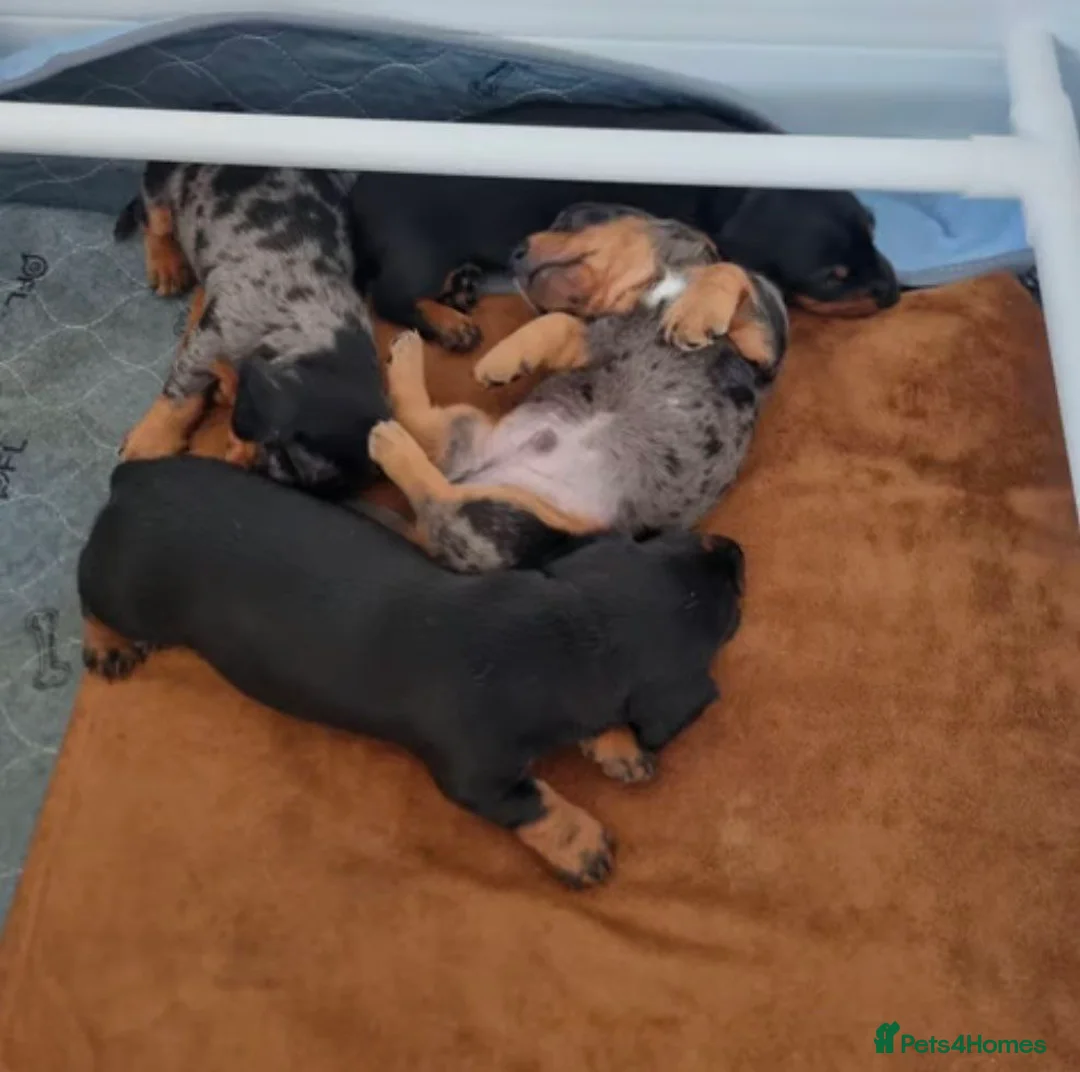 Miniature Dachshund dogs for sale: 4 miniature Dachshund Puppies - Advert 1