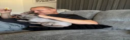Sphynx cats for sale: Beautiful bambino boy  - Advert 6