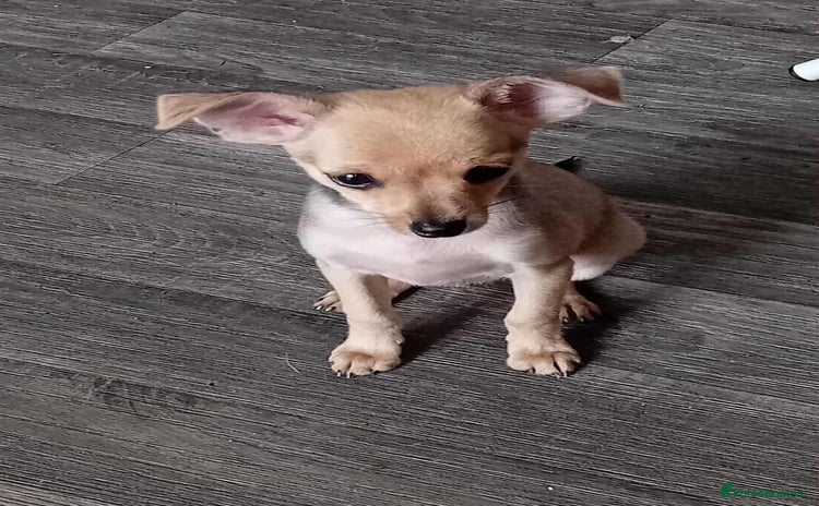 Miniature Pinscher dogs - Advert 16
