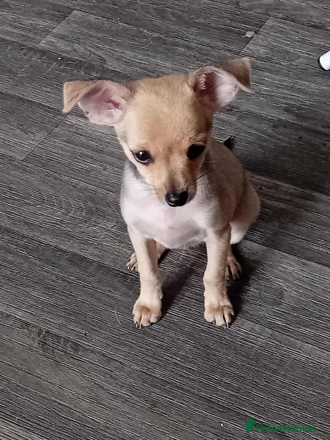Miniature Pinscher dogs for sale: For sale - Image 1