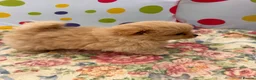 Pomeranian dogs for sale: Beautiful Pomeranian puppies 🐶  - Advert 8