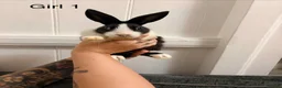 Dutch rabbits for sale: 7 baby Dutch rabbits mixed litter  - Advert 11