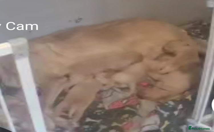 Labrador Retriever dogs - Advert 9