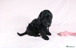Cockapoo dogs for sale: Ready now beautiful litter F1B cockapoo puppies  in Leicester - Image 16