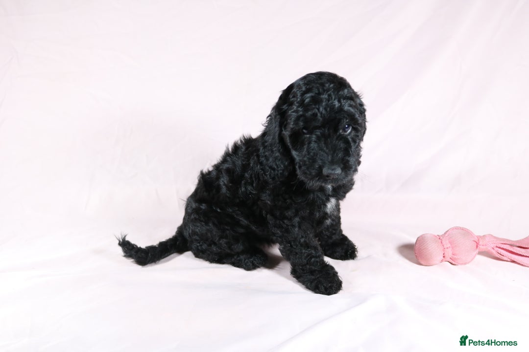 Cockapoo dogs for sale: Ready now beautiful litter F1B cockapoo puppies  in Leicester - Image 16