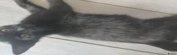 Domestic Shorthair cats for sale: Black kittens available  - Advert 6