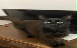 Mixed Breed cats for adoption: Loving Beauty is looking for her forever family - Image 1
