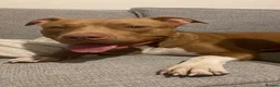 Staffordshire Bull Terrier dogs for sale: Brown and white Staff in Bracknell - Advert 4