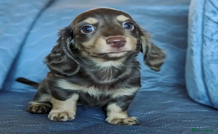 Miniature Dachshund dogs - Advert 2