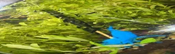 Shrimps fish for sale: Blue dream shrimp  - Advert 4